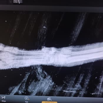 Bostanlı Veteriner Yanlış Tedavi Yapılan Poodle!