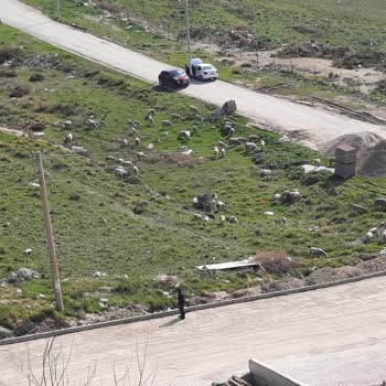 Menemen Belediyesi Koyun Ahırının Mahallenin İçinden Kaldırılması