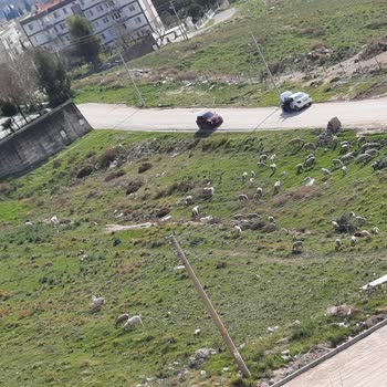 Menemen Belediyesi Koyun Ahırının Mahallenin İçinden Kaldırılması