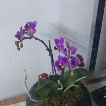 ÇiçekSepeti Oyalayan İlgilenmeyen Firma