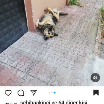 Kocaeli Valiliği Paşa Köpeğimizi Geri İstiyoruz