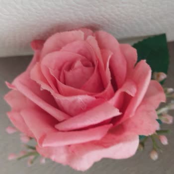 Gelincicegi_flora İsimli Instagram Sayfasının İnsanlarla Dalga Geçmesi