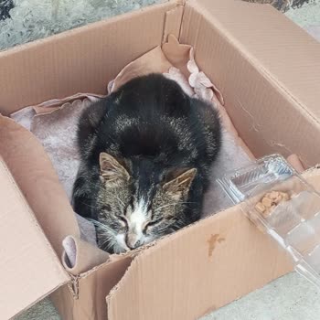 Küçükçekmece Belediyesi Hayvan Hakkına İhmalsizlik