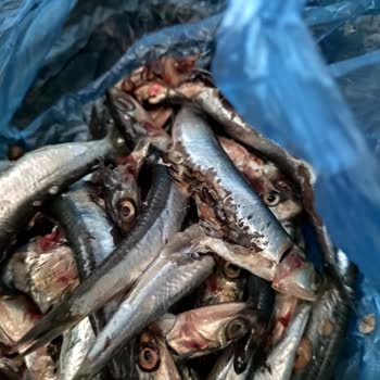 Migros Bayat Balık Yolladı