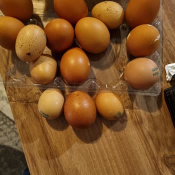 Alp'in Çiftliği Şikayetçiyim