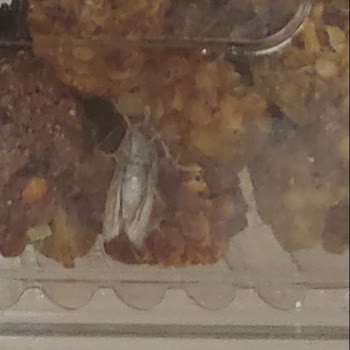 Carrefour SA Paketli Dut Kurusu Rafta 38 Kasada 198