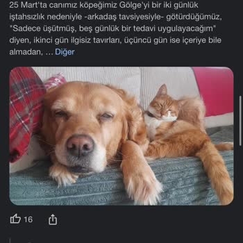 Okyanus Veteriner Kliniği Başka Canlar Yanmasın