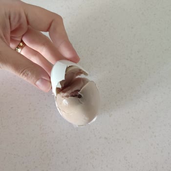 Şişman Yumurta Şişman Marka Yumurta