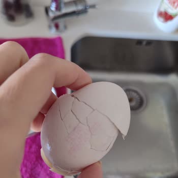 Şişman Yumurta Şişman Marka Yumurta