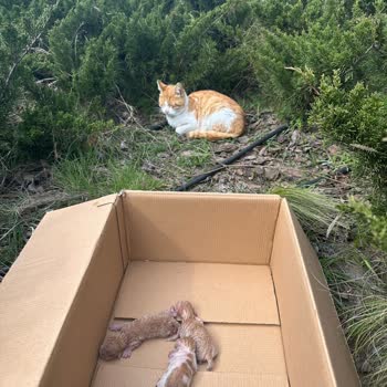 Bahcelievler Belediyesi Veterinerliğinin Umursamaz Çalışanları