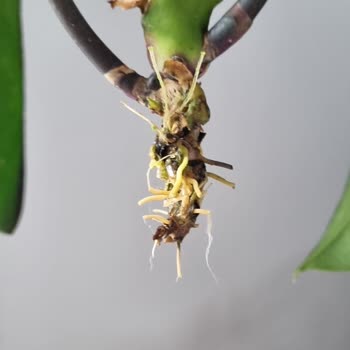 ÇiçekSepeti Her Zamanki Gibi Yine Hayal Kırıklığı