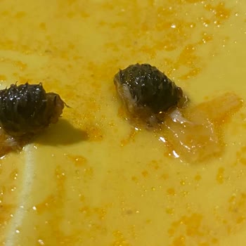 Superfresh Garnitürden Böcek Çıktı