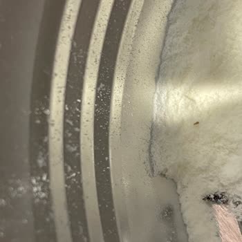 Golden Goat Mamadan Böcek Çıktı