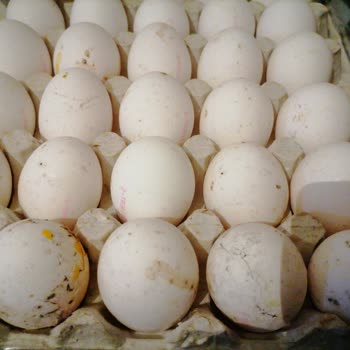 A101 Türem Markalı Bozulmuş Yumurta