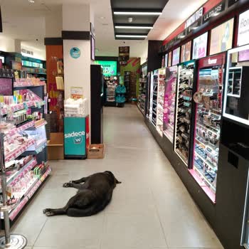 Watsons Mağazasının İçinde Başıboş Köpekler Yatıyor. Sağlık Sorunu.