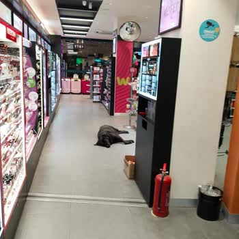 Watsons Mağazasının İçinde Başıboş Köpekler Yatıyor. Sağlık Sorunu.