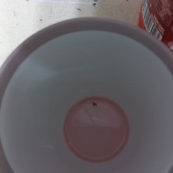 Meysu Gülsuyu İçinden Çıkan Cansız!