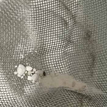 Eriş Un Paketlenmiş Unda Böcek Çıkması Üzerine Şikayet