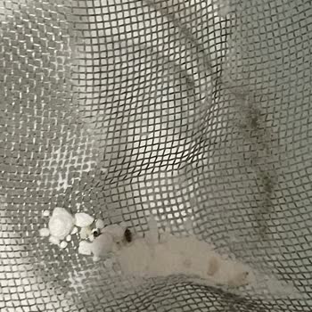 Eriş Un Paketlenmiş Unda Böcek Çıkması Üzerine Şikayet