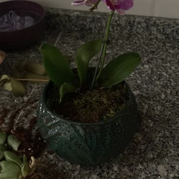 Heryerbitki Gelen Çiçekler Hep Kırılmış