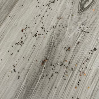 Trendyol Paketimden Böcek Yumurtaları Çıktı