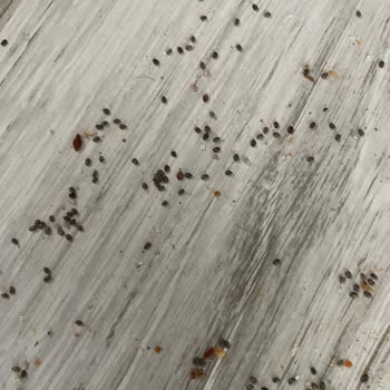 Trendyol Paketimden Böcek Yumurtaları Çıktı