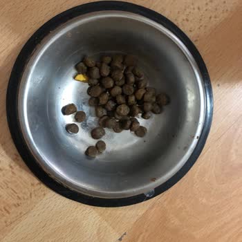 Sanabelle Cat Food Markamama'dan Aldığım Sanabelle Kuzulu Kedi Maması Hiç Yenmiyor