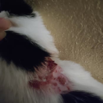 Anadolu Veteriner Kliniği Kedime Mantar Bulaştırdılar!