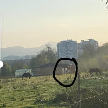 Manavgat Ca'mekan Restaurant'ta Köpek Saldırısına Uğradım!