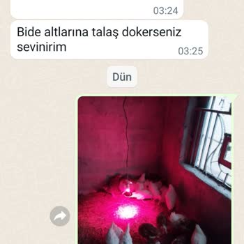 Acar Yarka Tavukçuluk Can Kaybıyla Sonuçlanan Hayvan Siparişi Ve Mağduriyetim