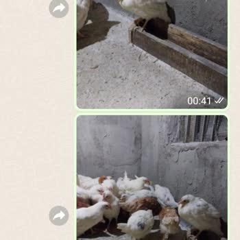 Acar Yarka Tavukçuluk Can Kaybıyla Sonuçlanan Hayvan Siparişi Ve Mağduriyetim