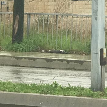 Kartal Belediyesi Yolda Ezilen Hayvanlarımızı Almıyor
