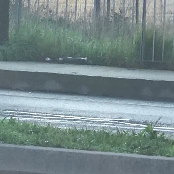 Kartal Belediyesi Yolda Ezilen Hayvanlarımızı Almıyor