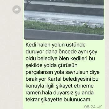 Kartal Belediyesi Yolda Ezilen Hayvanlarımızı Almıyor