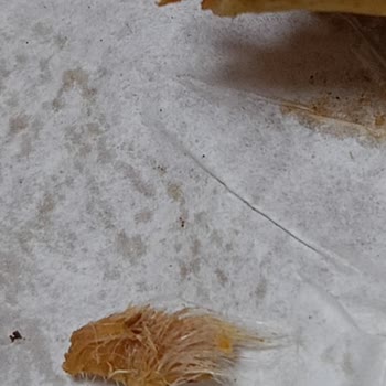 İsos Döner İsos Et Döner Pişmemiş Ve Tüyü Yolunmamış Et