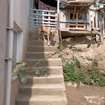 İBB - İstanbul Büyükşehir Belediyesi Hayatı Tehlikem Var!