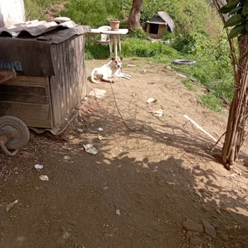 İBB - İstanbul Büyükşehir Belediyesi Hayatı Tehlikem Var!