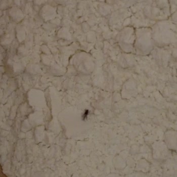 A101 Böcekli Un Satıyor