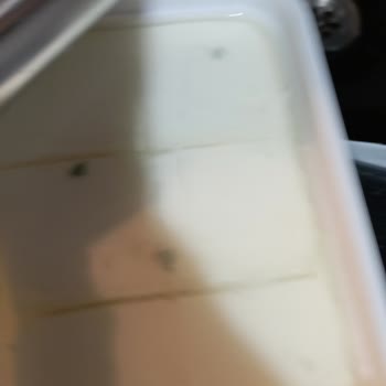 Pınar Et ve Süt Süzme Peynirde Küflenme Sorunu