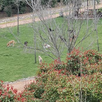 Gebze Belediyesi Gebze Tatli Kuyu Vadisi Kopek Saldırısı