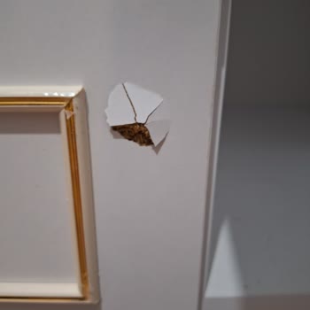 Rabi Mobilya Hasarlı Olan Ürün Değişimi Olmuyor