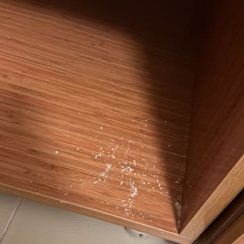 Paxil Temizlik Verdiği Hiçbir Sözü Yerine Getirmedi