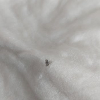 Ebebek Ürününden Sinek Çıktı