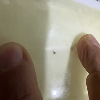 Muratbey Kalite Beklentisiyle Alınan Peynirde Şaşırtan Misafir!