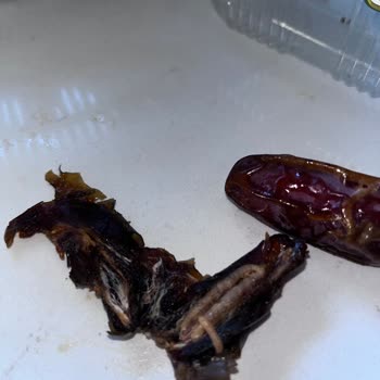 Tuğba Kuruyemiş Kurtlu Hurma Satıyor