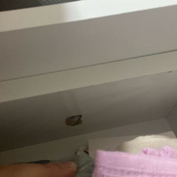 Delka Mobilya Delka Home Pişmanlıktır