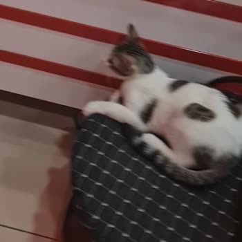 Esenler Belediyesi Veteriner Hizmetleri Kedimizi Aldı Teslim Etmedi!