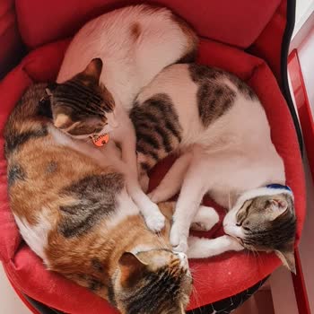 Esenler Belediyesi Veteriner Hizmetleri Kedimizi Aldı Teslim Etmedi!