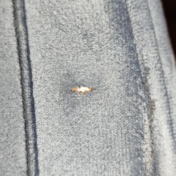 Mondi Statü Koltuk Takımı