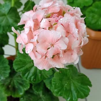 Trendyol Express TY'NİN Diyar Diyar Gezdirip, Gezdirirken De Kaybettiği Çiçekler